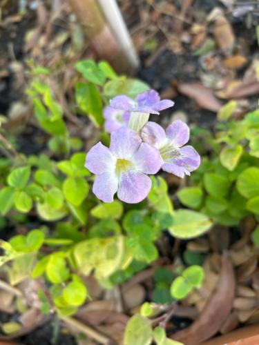 a purple flower sitting on the ground at Zen Harmony House Udonthani in Udon Thani