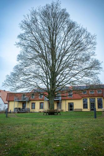 a large tree in front of a building with a bench at Ferienwohnungen - barrierefrei - im sanierten Gutshof in Lalendorf