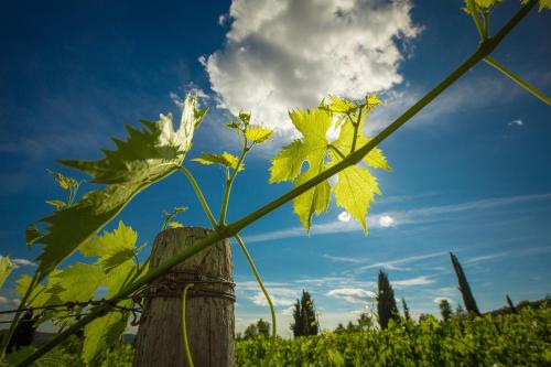 a plant growing on top of a wooden fence at Castello di Volpaia in Radda in Chianti
