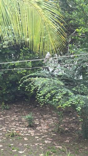 a bird sitting on top of a plant at playa mecana kirita in Bahía Solano