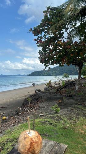 a coconut sitting on the beach next to the ocean at playa mecana kirita in Bahía Solano