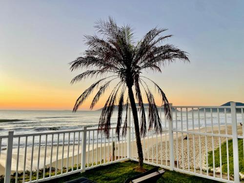 a palm tree sitting next to the beach at Aurora do Campeche - Suíte Beira Mar in Florianópolis