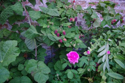 a pink rose is growing next to a wall at B&B Canal Deluxe in Bruges