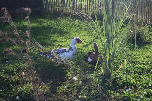 two ducks standing in the grass in a yard at L'autre Monde Chambres D'hôtes in Faverolles