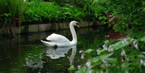 a swan and a duck swimming in the water at B&B Canal Deluxe in Bruges