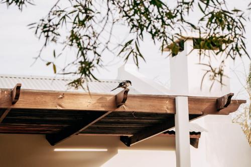 Animales en el apartamento o alrededores