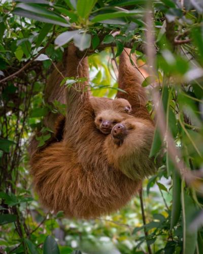 a sloth hanging from a tree in the forest at Makanda by The Sea Hotel Adults Only in Manuel Antonio