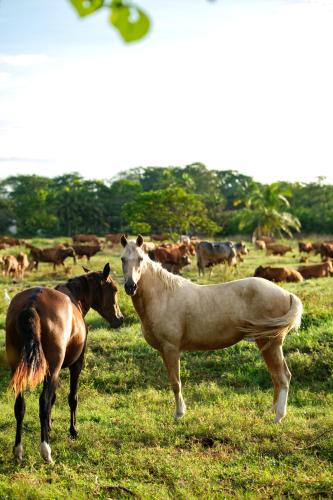 two horses standing in a field with a herd of cows at Las Olas Beach Resort in La Barqueta