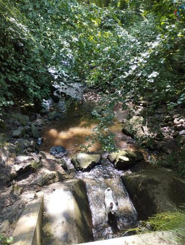 a stream of water with a bear in the middle at Wohnung mit 3 Schlafzimmern in Solingen