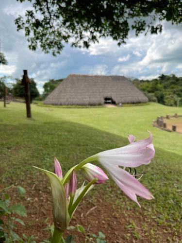a pink flower in a field with a building in the background at Canto dos Xamãs in Águas da Prata