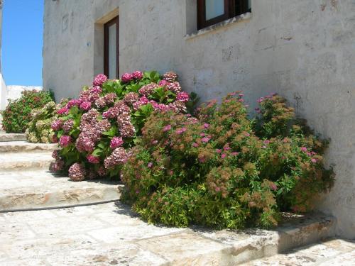 Gallery image of Masseria Montecchie in Ceglie Messapica