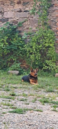 a cat laying in the grass next to a building at Dom Gościnny Zarembianka in Międzylesie
