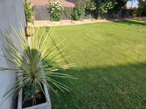 a palm plant in a planter next to a yard at El Almendro del Cura in Villarmayor