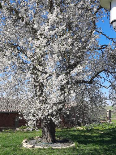 a tree with white flowers on it in a yard at El Almendro del Cura in Villarmayor