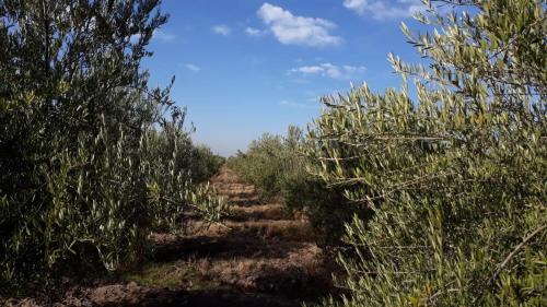Naturlandskabet i nærheden af feriegården