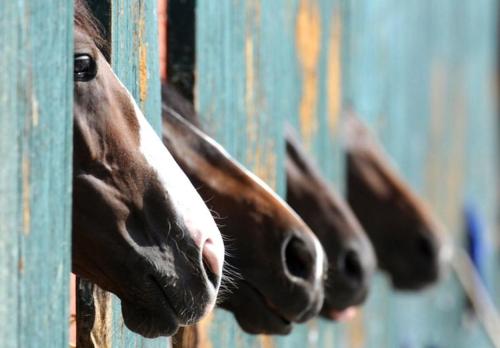 three brown horses sticking their heads out of a blue barn at The Stables - Deer Park Farm in Solihull