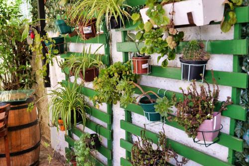 a green wall with potted plants on it at Hostal Boonen in Santiago