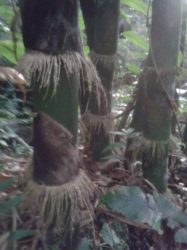 a group of trees in the forest with their roots at Castara Roundhouse - Ocean View in Castara