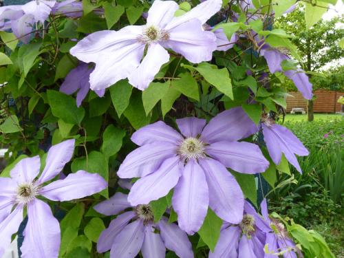 a bunch of purple and white flowers on a bush at Chambre d'hôtes Au Fil De L'eau in Jumièges