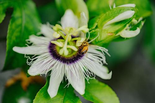 a bee is sitting on a white flower at Jungle Haven Ocean Front Eco Villa On Fruit Farm in Pahoa