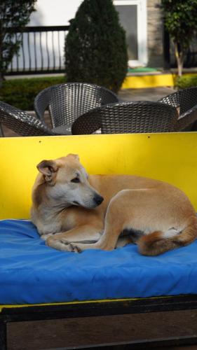 a dog laying on a blue blanket on a yellow bench at Julley Commune Rishikesh in Rishīkesh