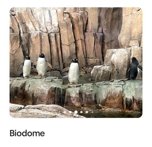 three penguins sitting on rocks in a zoo at #2 - Big Loft - Plaza St-hubert in Montréal