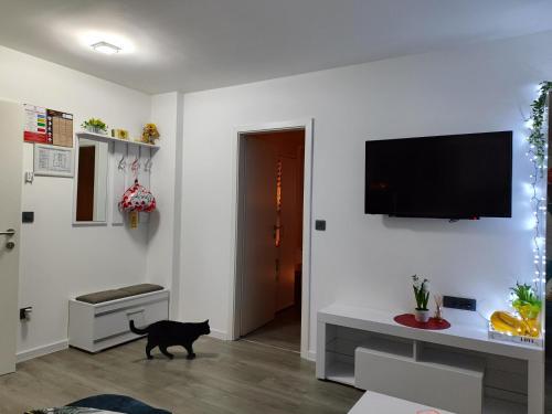 a black cat walking in a living room with a tv on the wall at Happy Moments 2 in Gornje Jesenje