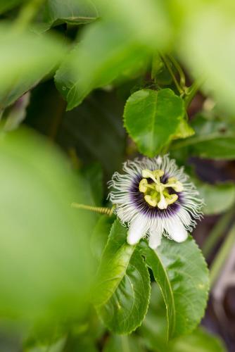 a white and yellow flower on a green plant at Raptors Wildlife Escapes in Hoedspruit