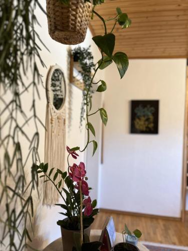 Fotografie z fotogalerie ubytování Adagio-Linz Pöstlingberg v Linci
