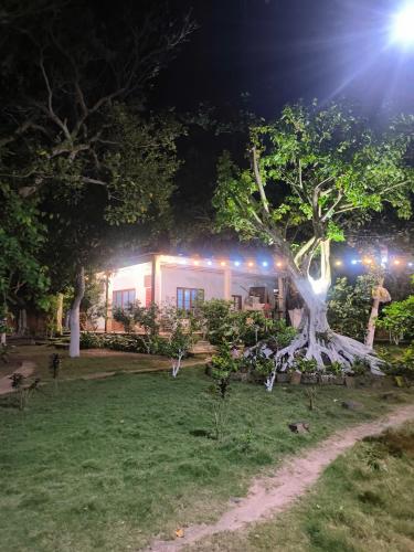 a house with a tree in the yard at night at Biên Rừng Homestay in Xã Như Lâm