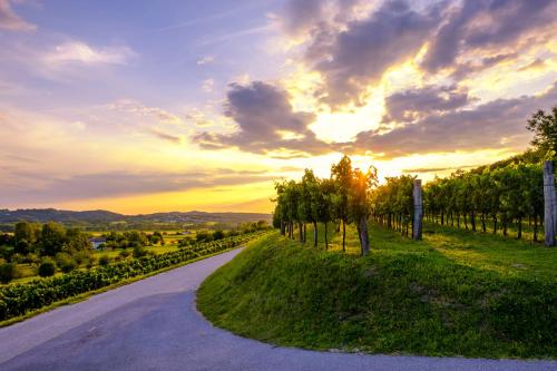 a road with trees and a sunset in the background at Vipava River Retreat - Happy Rentals in Vipava