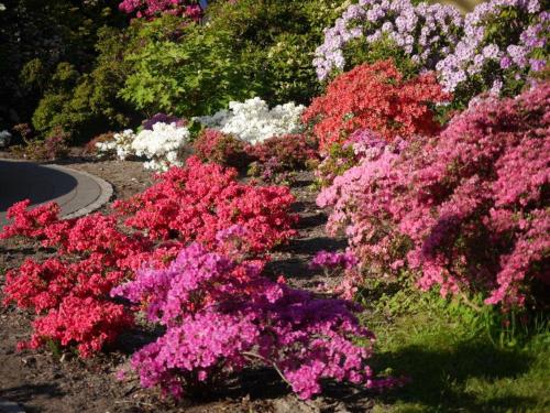 a bunch of pink flowers on the side of a road at Crosta Brava in Großdubrau