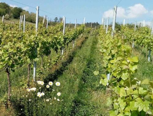 Taman di luar Grande maison de vacances L'Orée des Vignes