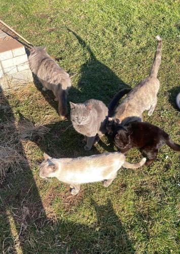 a group of four cats standing in the grass at Villa Rondine in Corno Alto