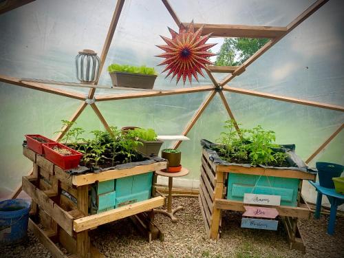 a greenhouse with plants in it with a window at La Main du Cœur Chambre d'hôtes de charme à la campagne in Loubens-Lauragais
