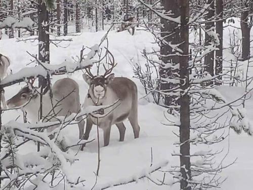 two elk standing in the snow in the woods at Humlehjarta family room, 3 separate beds in Överkalix