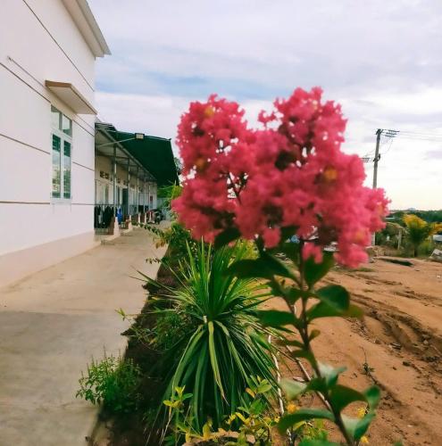 a plant with pink flowers in front of a building at Homestay Vạn Hưng in Vạn Ninh