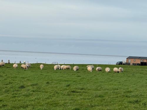 a herd of sheep grazing in a field of grass at PRACHTiG CHALET MEREL in Westerland