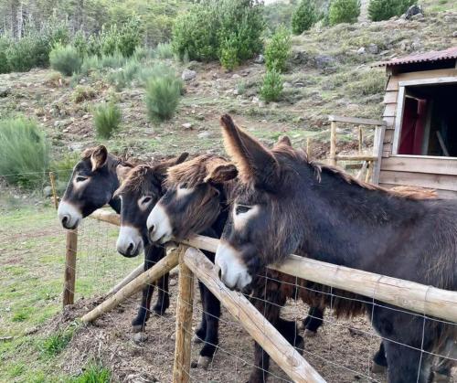 a group of horses standing behind a fence at Mountain Eco Shelter 9 in Funchal