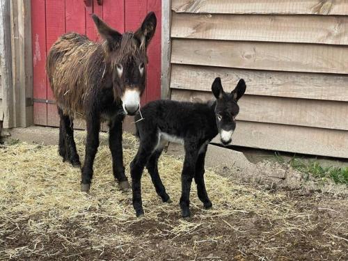 a donkey and a baby donkey standing next to a building at Mountain Eco Shelter 9 in Funchal