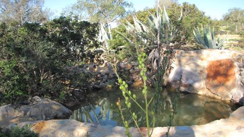 uma piscina de água com pedras e plantas em Casa Branca em Tavira