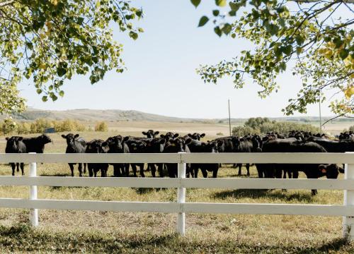 a herd of black cows behind a white fence at Quiet Country Cabin in Waiparous Village