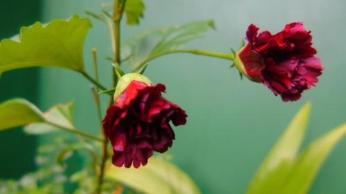 two red flowers on a plant with a blue background at Corcovado & Drake Inn in Drake