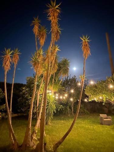 a group of palm trees in a park at night at Chiara’s Home in Davoli