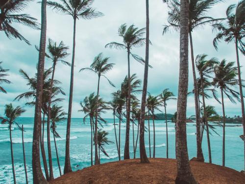 a group of palm trees on the beach at Lanka villa mirissa private villa 6bedrooms in Mirissa