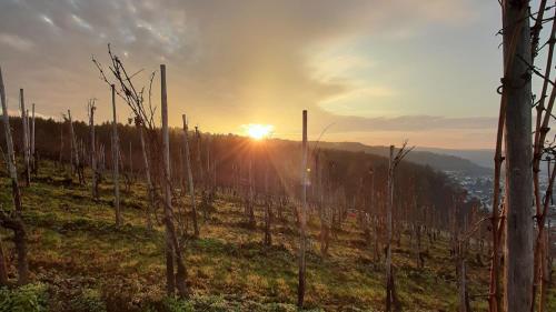 a vineyard with the sun setting in the background at Holiday Inn Express - Trier by IHG in Trier