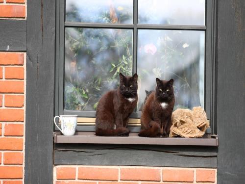two black cats sitting on a window sill at Ferienhaus am Garder See Inselblick in Lohmen