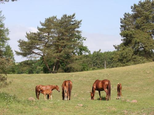three horses grazing in a field of grass at Ferienhaus am Garder See Inselblick in Lohmen