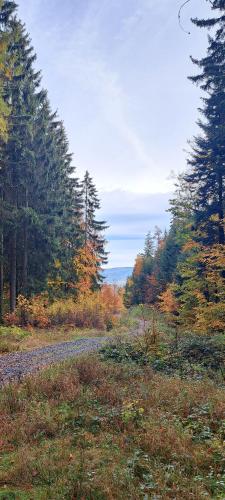 a road in the middle of a field with trees at Dom Gościnny Zarembianka in Międzylesie