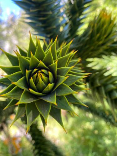 a green plant is growing on a tree at domos llafenco in Minetué